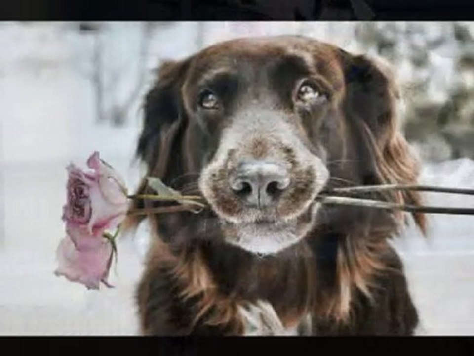 J'aimerais bien être mon chien Frederik Mey