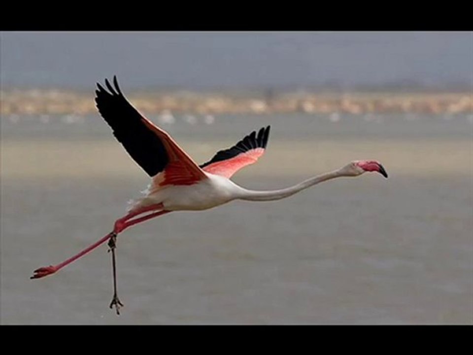 enstrumantal fon müzikleri 4