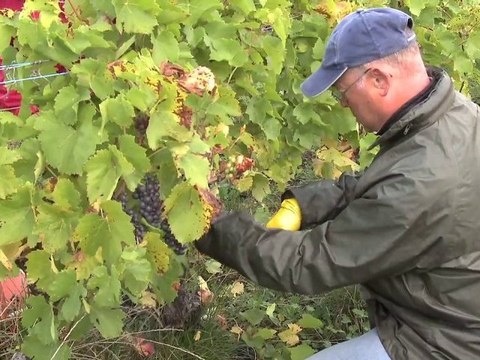 Les vendange en Lorraine (Côtes de Toul)