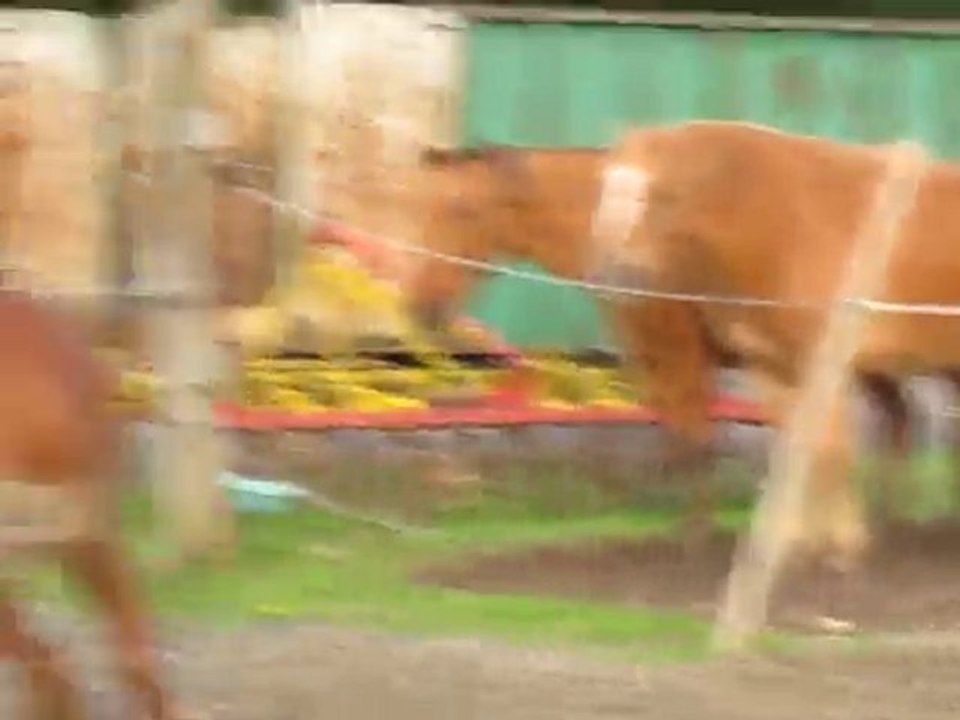 Flicka DINGUE !! :D