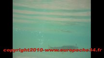 Pêche d'une belle truite au leurre sur l'Hérault Europêche34