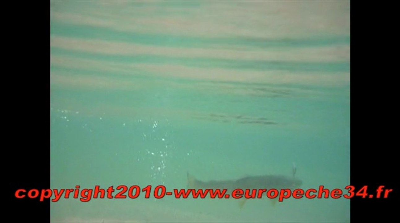 Pêche d'une belle truite au leurre sur l'Hérault Europêche34
