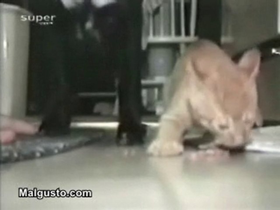 Le Chat Goulu