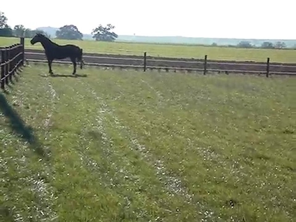 Sultan et Lulu