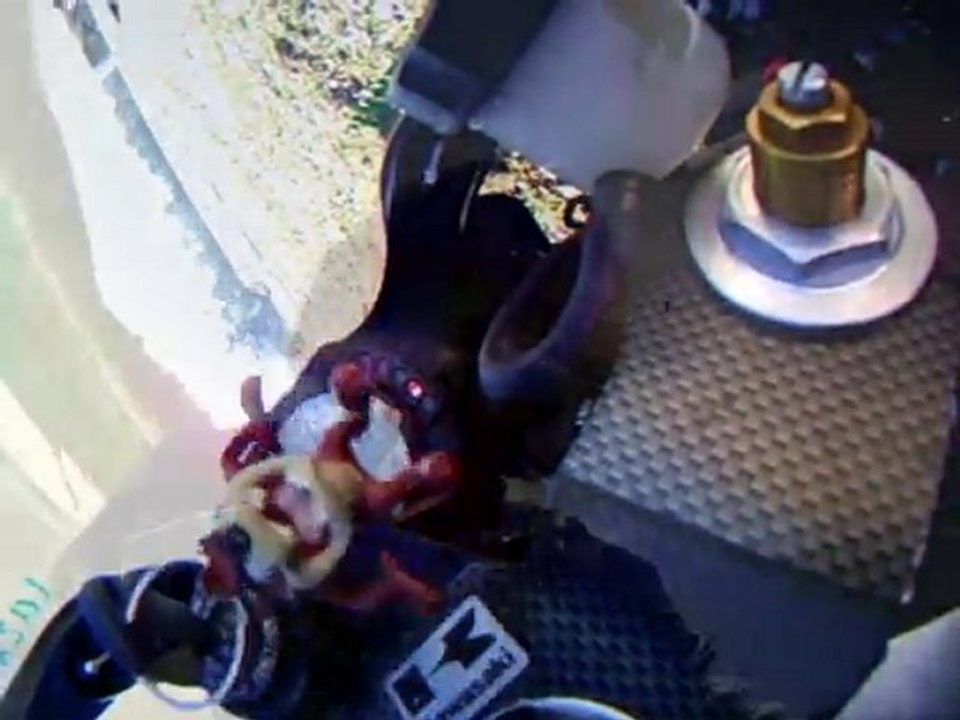 taz - mosquitos killer team