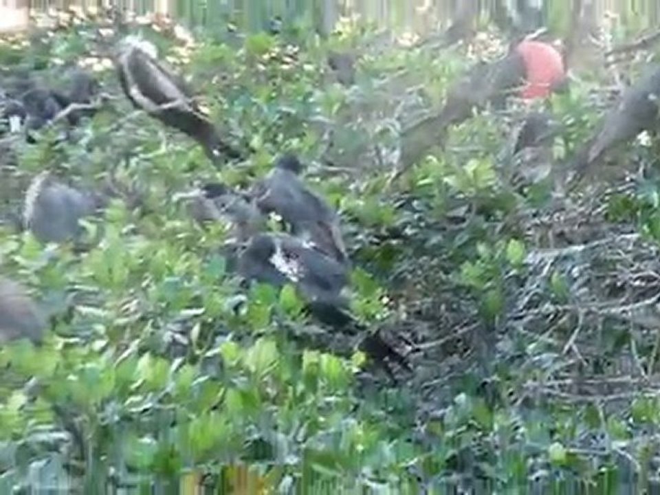 la isla de los aves
