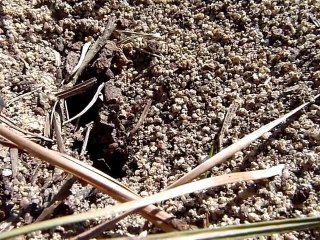 Earth Day 10-10-10: Squirrels & Ants Prepare for Winter 🐿️