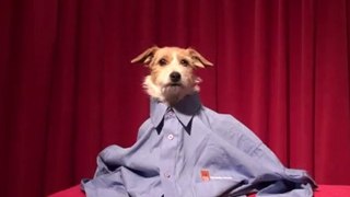 Jack Russell TV | Embroidered Clothing & Sports Clothing