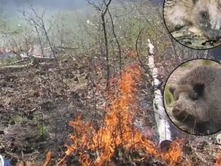 Zwierzeta Warszawa Towarzystwo Opieki nad Zwierzetami w ...