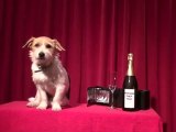 Jack Russell TV | Business Gifts & Promotional Gifts