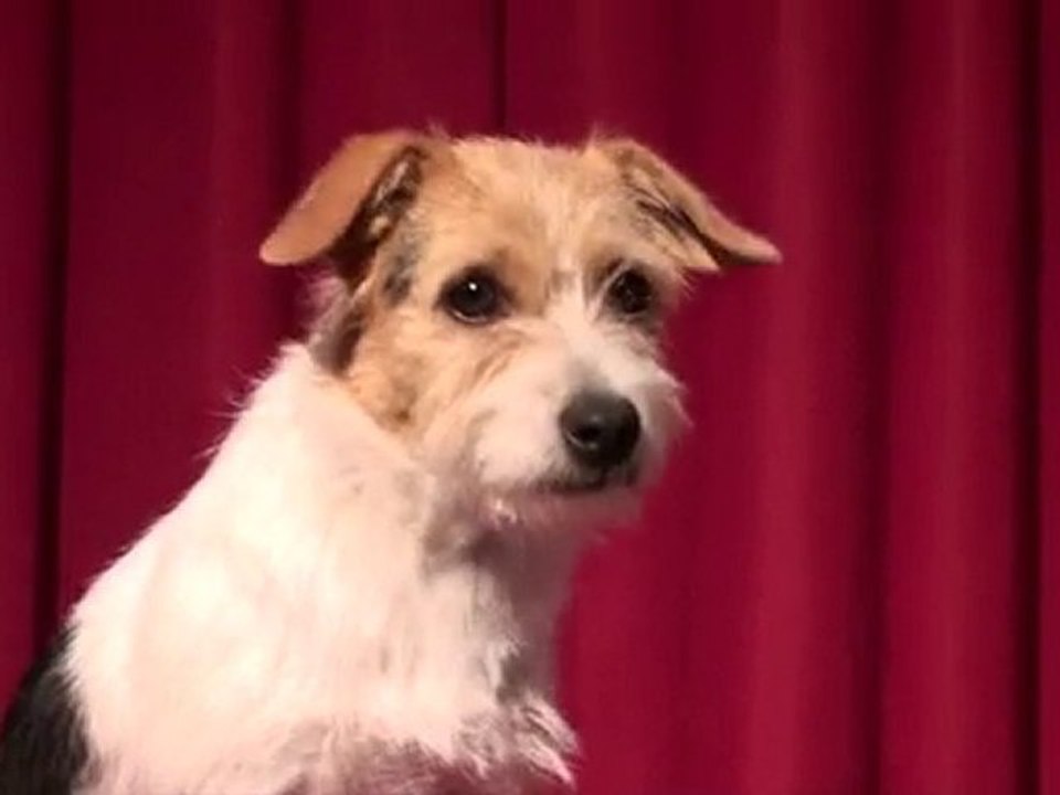 Jack Russell TV | Custom Post It Notes Printed Post It Notes