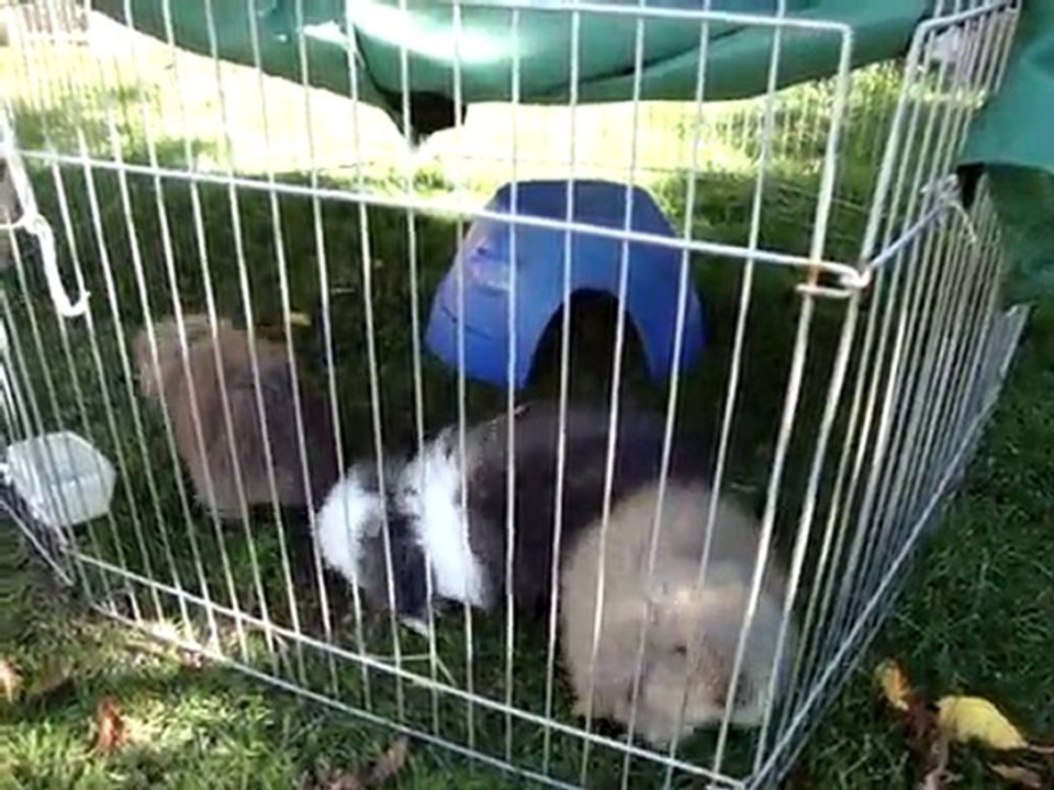 MOV03671 lapin bélier nain angora teddy