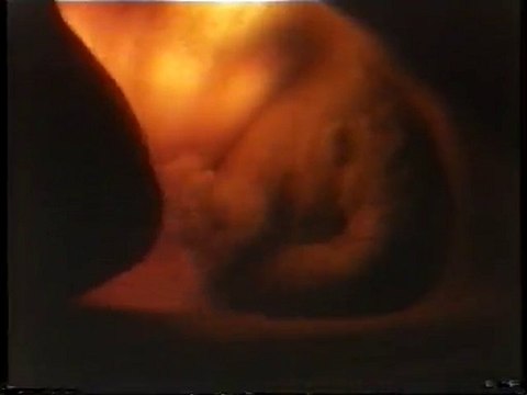 Sagan om livet 3- Proceso de union espermatozoides y ovulo