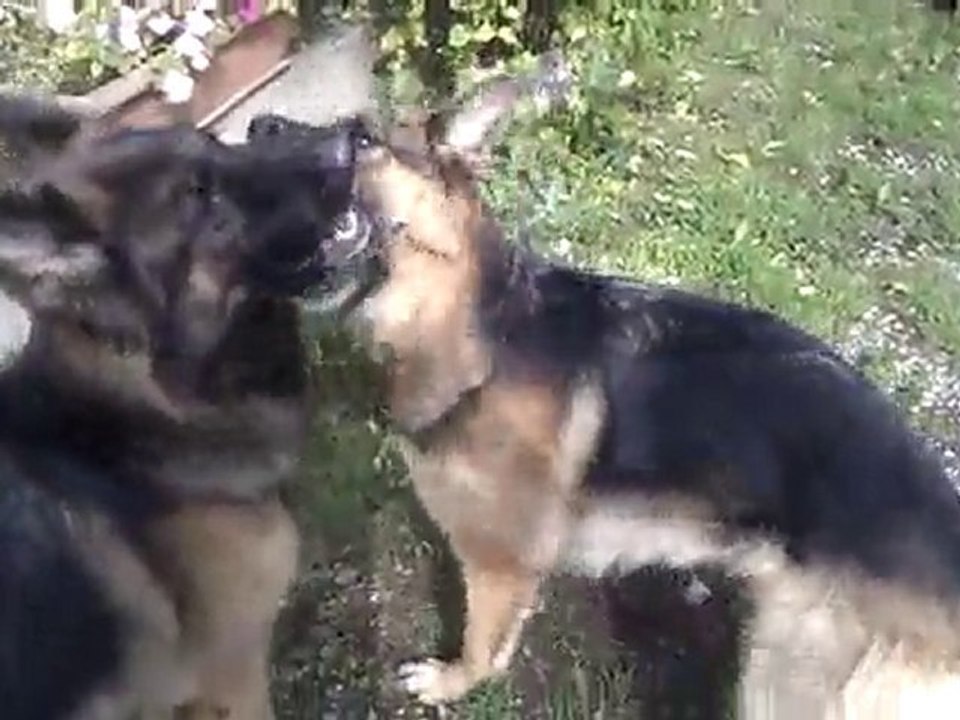 Nos Bergers Allemand femelles toute mimi !