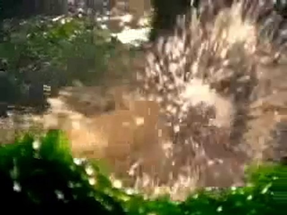 Videos Graciosos - El baile del elefante