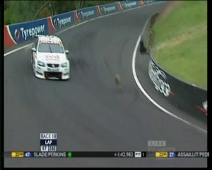 Un kangourou traverse la piste d'une course de voiture