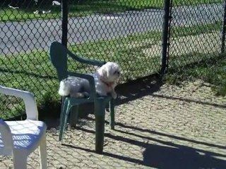 Puppy Park - Number One Super Cutie Patootie 008 ...