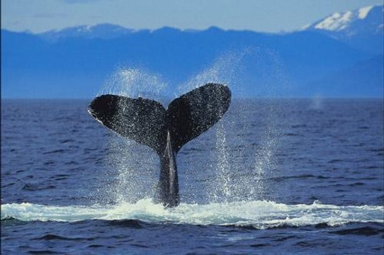 TOUCHEZ PAS A LA MER - ANTOINE -