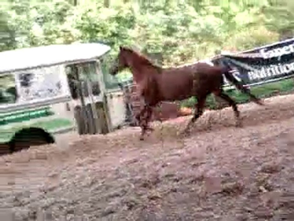 liberter manege d'un cheval