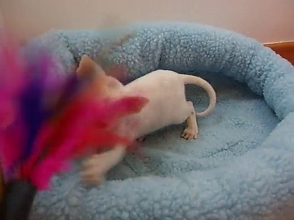 petite cornish rex blanche de 5 semaines