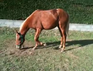 Mon poulain après la douche