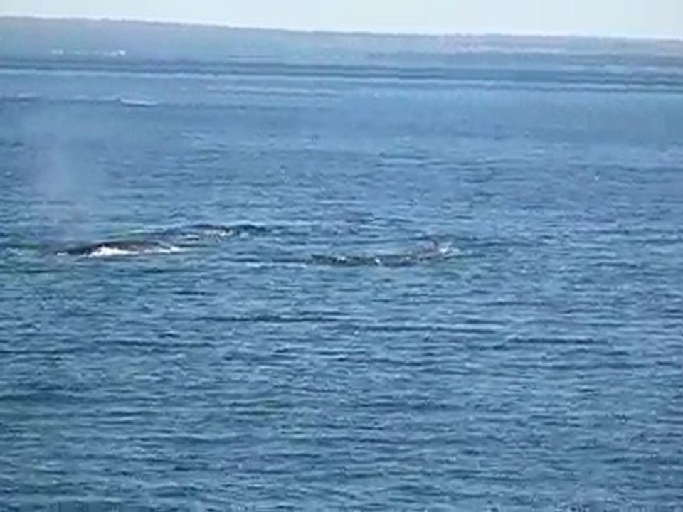 v031_Baleines à Tadoussac