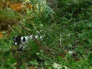 Les feuilles d'automne