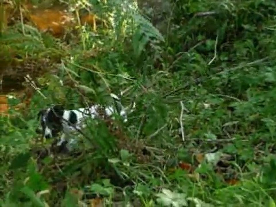 Les feuilles d'automne