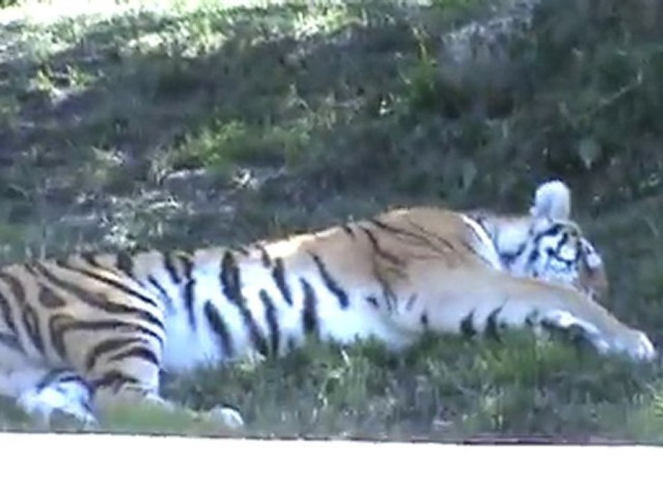 St. Louis Zoo Tiger seen from train ride
