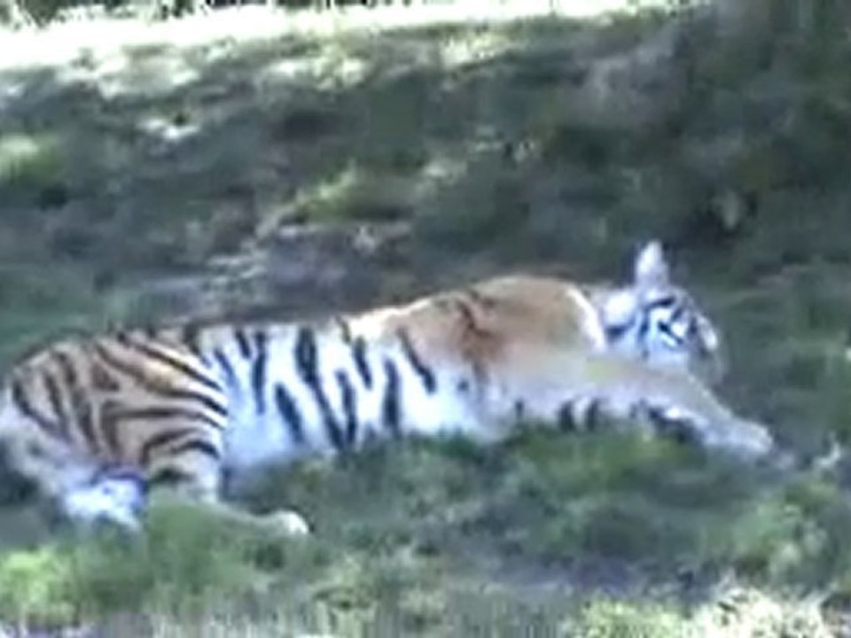 Tiger as seen from train, St. Louis Zoo