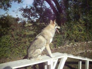Loup Tchèque , au travail !   A.G.E.C.