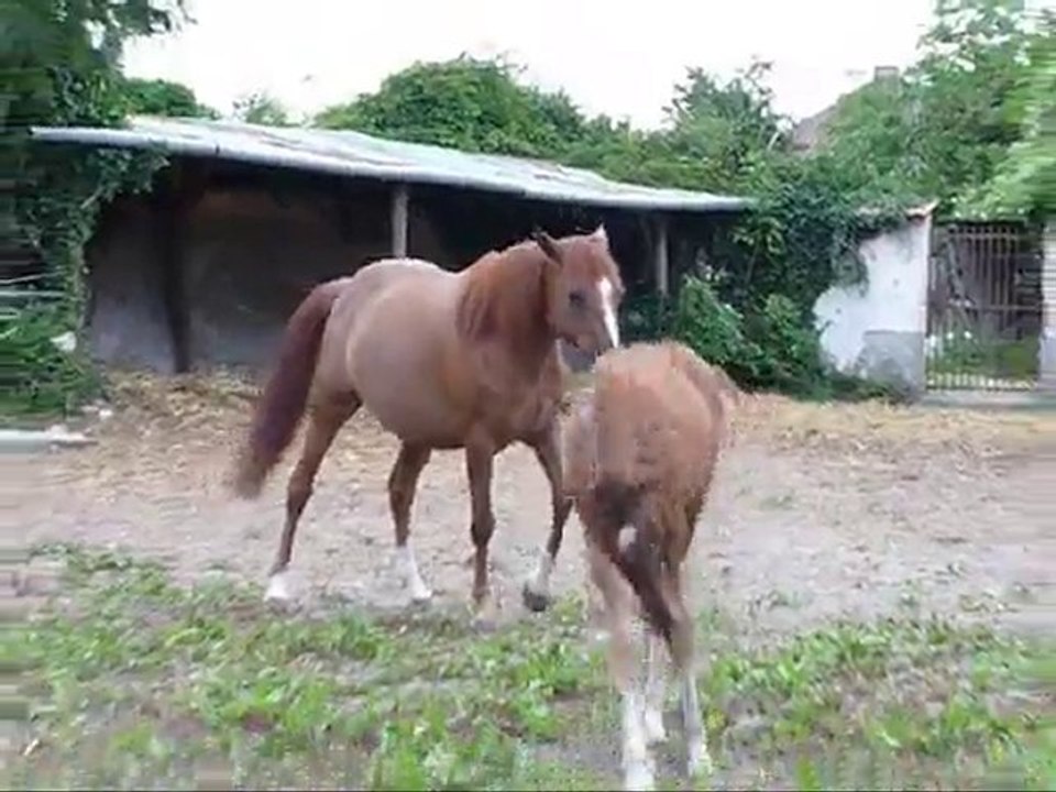 3 Algarade debut aout