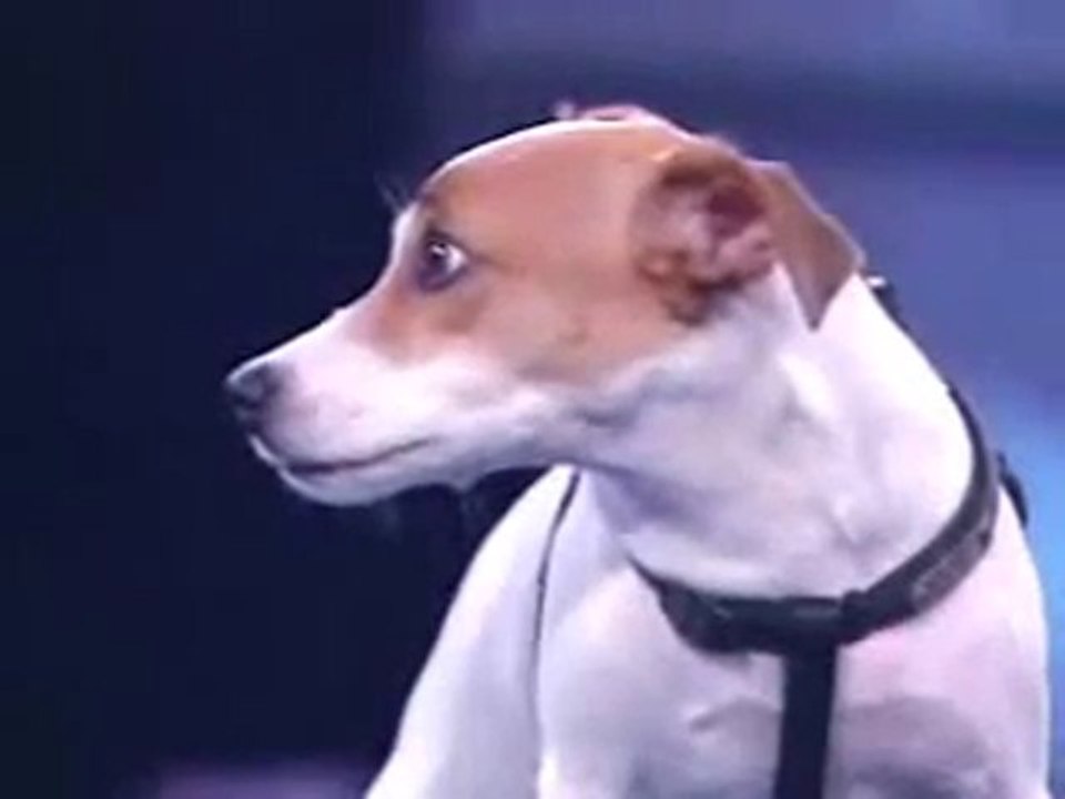 ♥Une Chienne qui compte ♥A Dog that Counts ♥Pies,który liczy