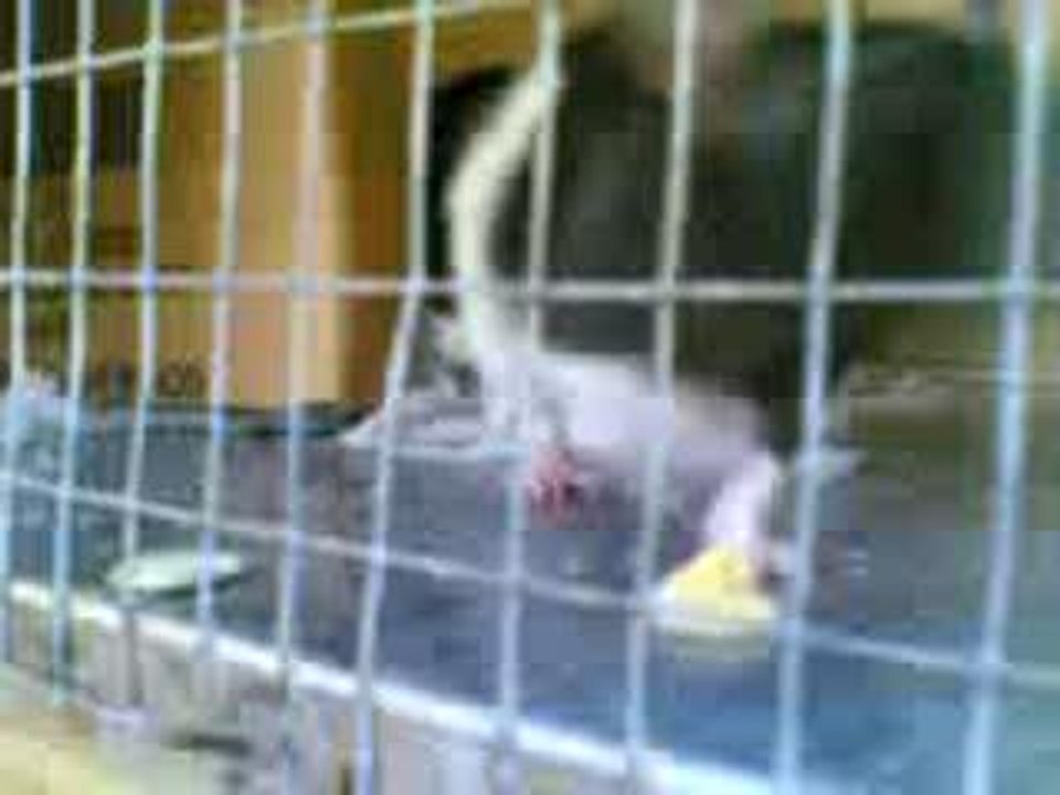 Ratties