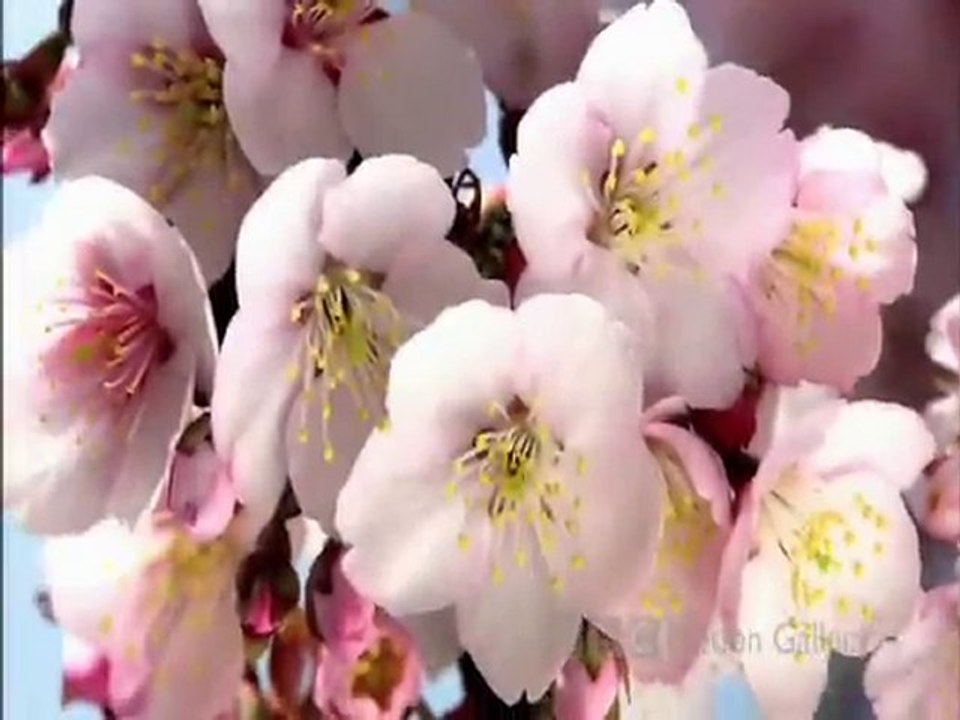 Japan : HD Video Test Dailymotion Bandwidth