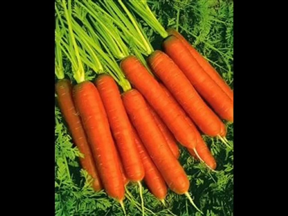 3 jeunes lapins