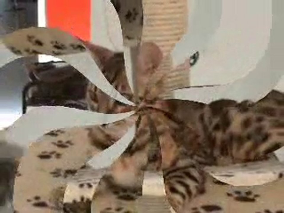 BENGAL KITTENS