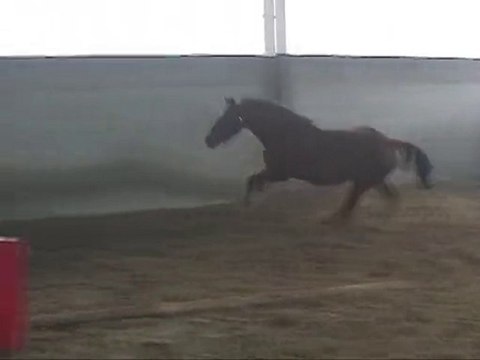 Typhene jument 3 ans par Tourlouroux