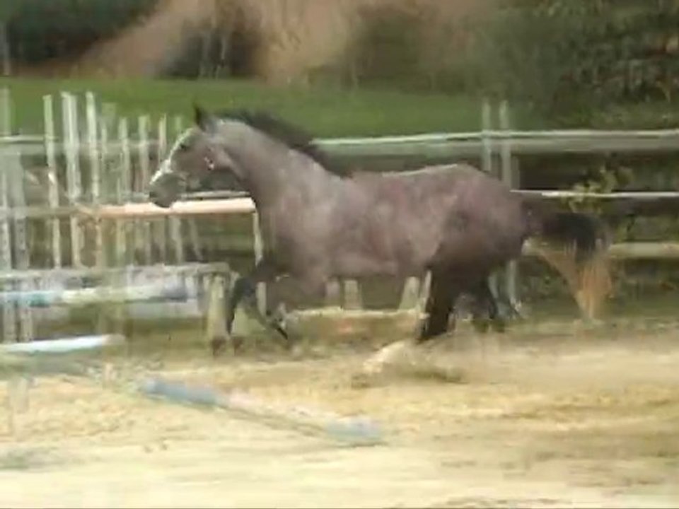 Twincken'am de vie par Mylord Carthago