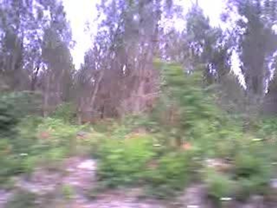 En voiture dans la fôret