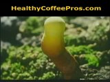 How Ganoderma Works Spore Power Organo Gold Healthy Coffee