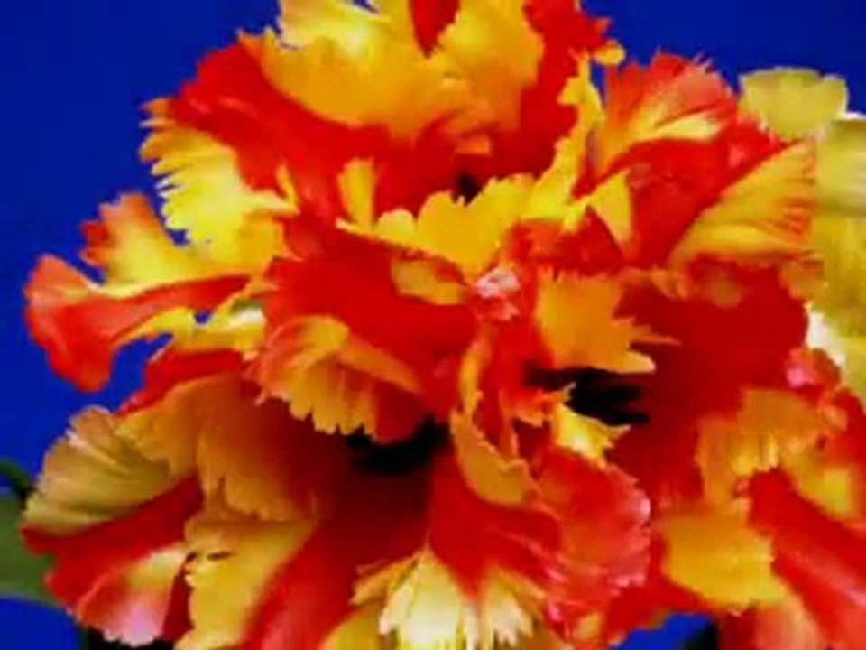 ilahi * SEVDİM SENİ MABUDUMA *