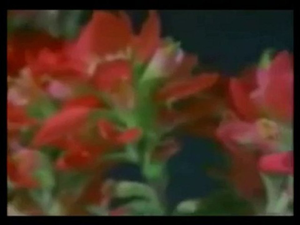 ilahi * Aşkın Sardı Ben Neyleyeyim *