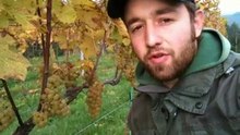 herrenhof Episode #13 - Erntebericht - Deutsch