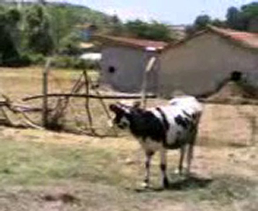 farmviile