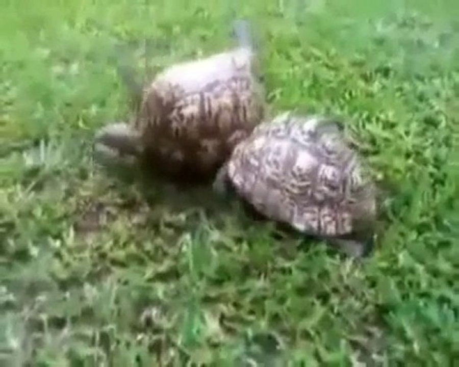 تلك الرحمة...فلنتراحم....؟!!