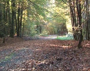 Battues ardennaises: caméra fixe.