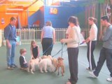 Dog Training Blackburn Command Dog Training School VIC