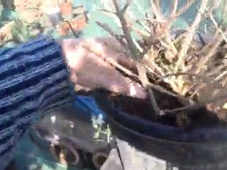 Comment tailler un fuchsia avant l'hiver ✂️