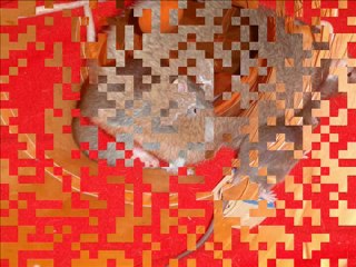 Rory "Quokka" Rat RIP